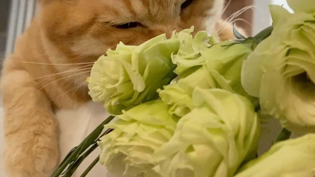 家里有猫的千万不要养桔梗,小猫咪会上瘾!吸桔梗吸的无法自拔!