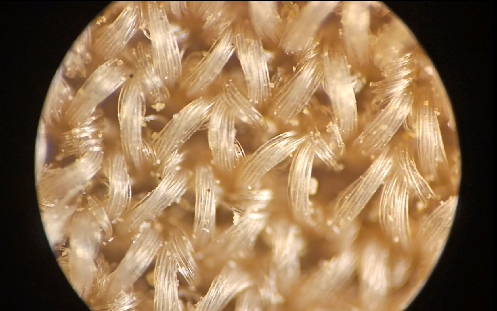 放大100倍的袜子,都是密集的纤维束