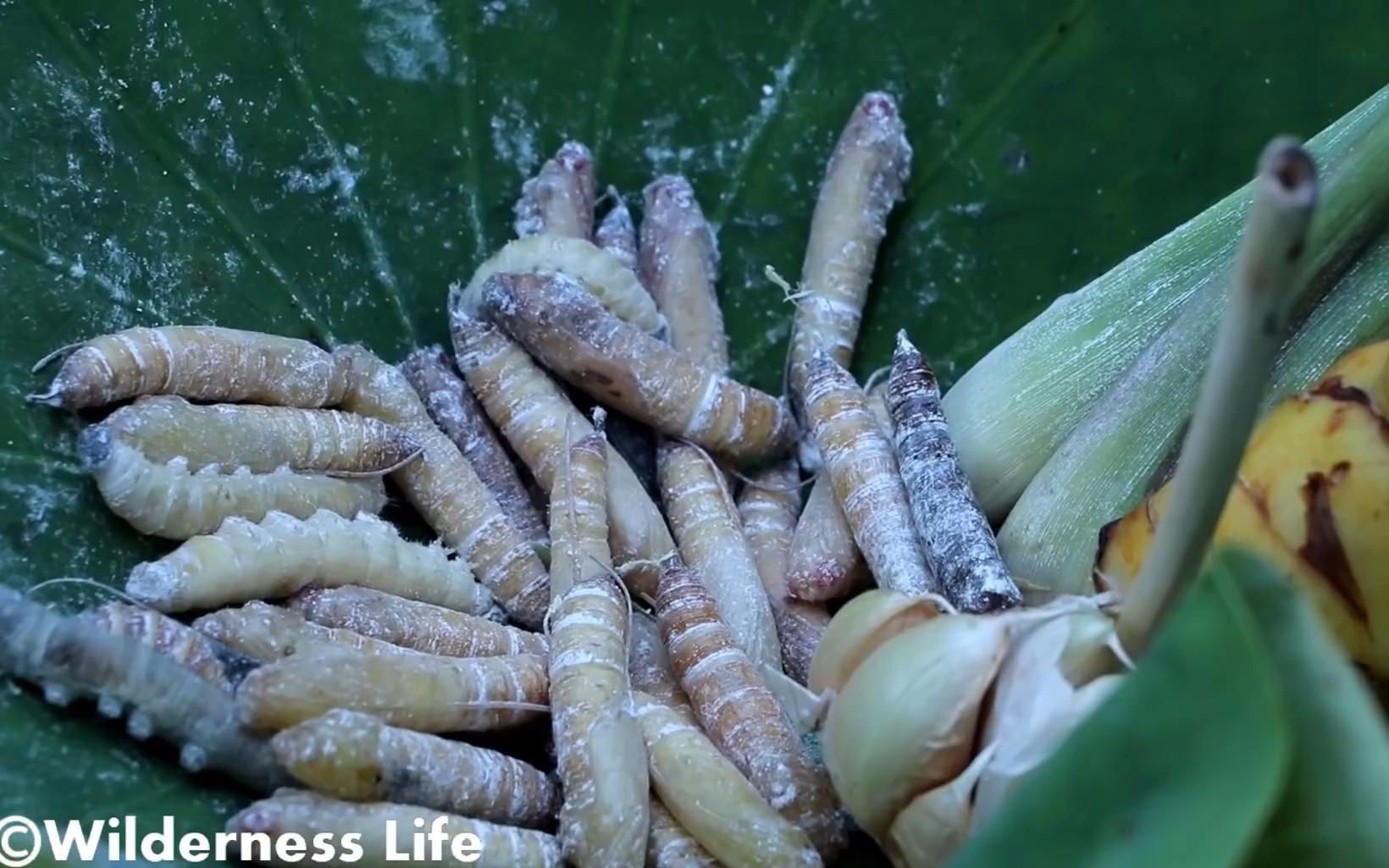 芭蕉蛆(香蕉卷叶虫) ep.31>30_哔哩哔哩 (゜-゜)つロ 干杯~-bilibili