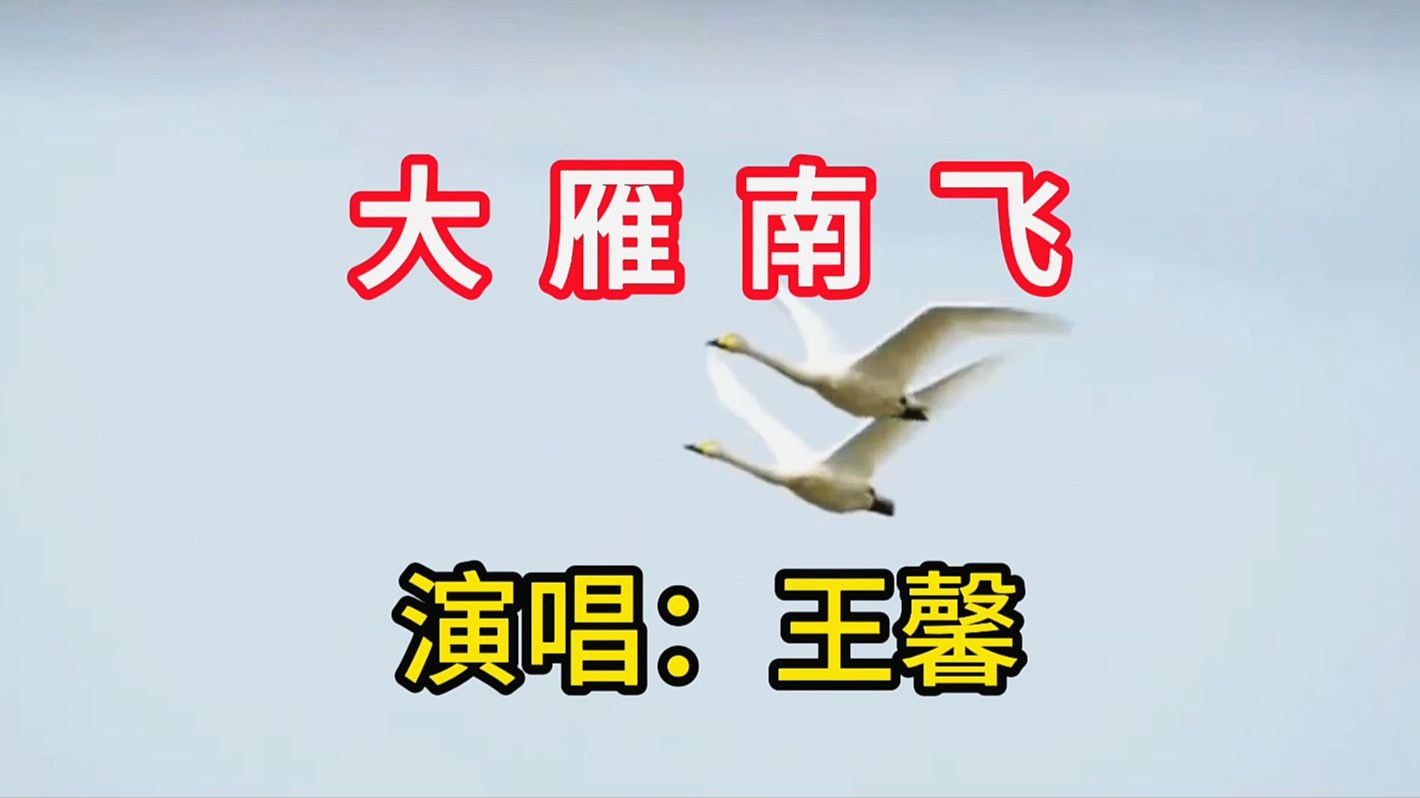 王馨演唱《大雁南飞》,婉转悠扬的歌声醉人心扉,百听不厌