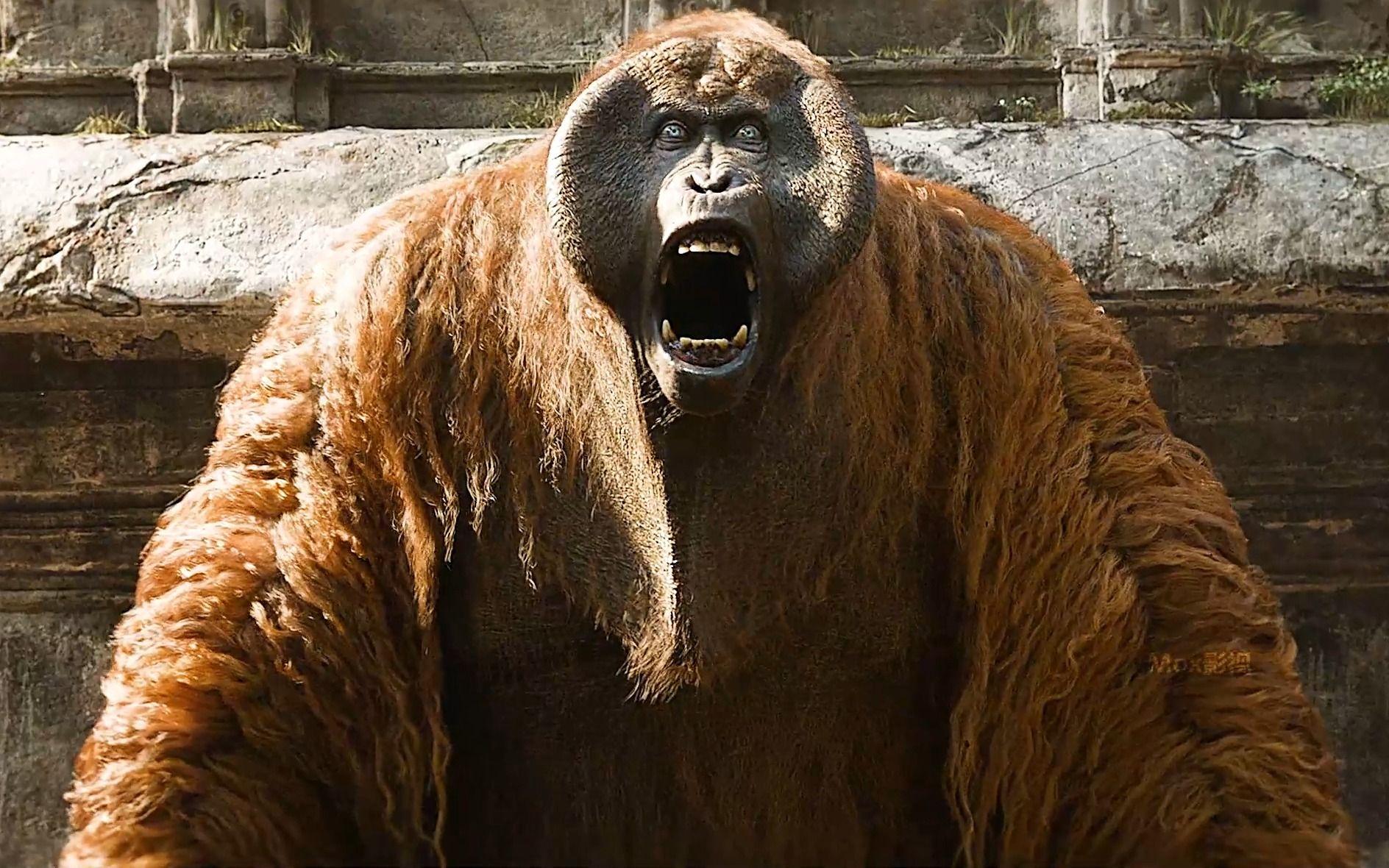 《奇幻森林》第二集,猩王因贪婪自掘坟墓.