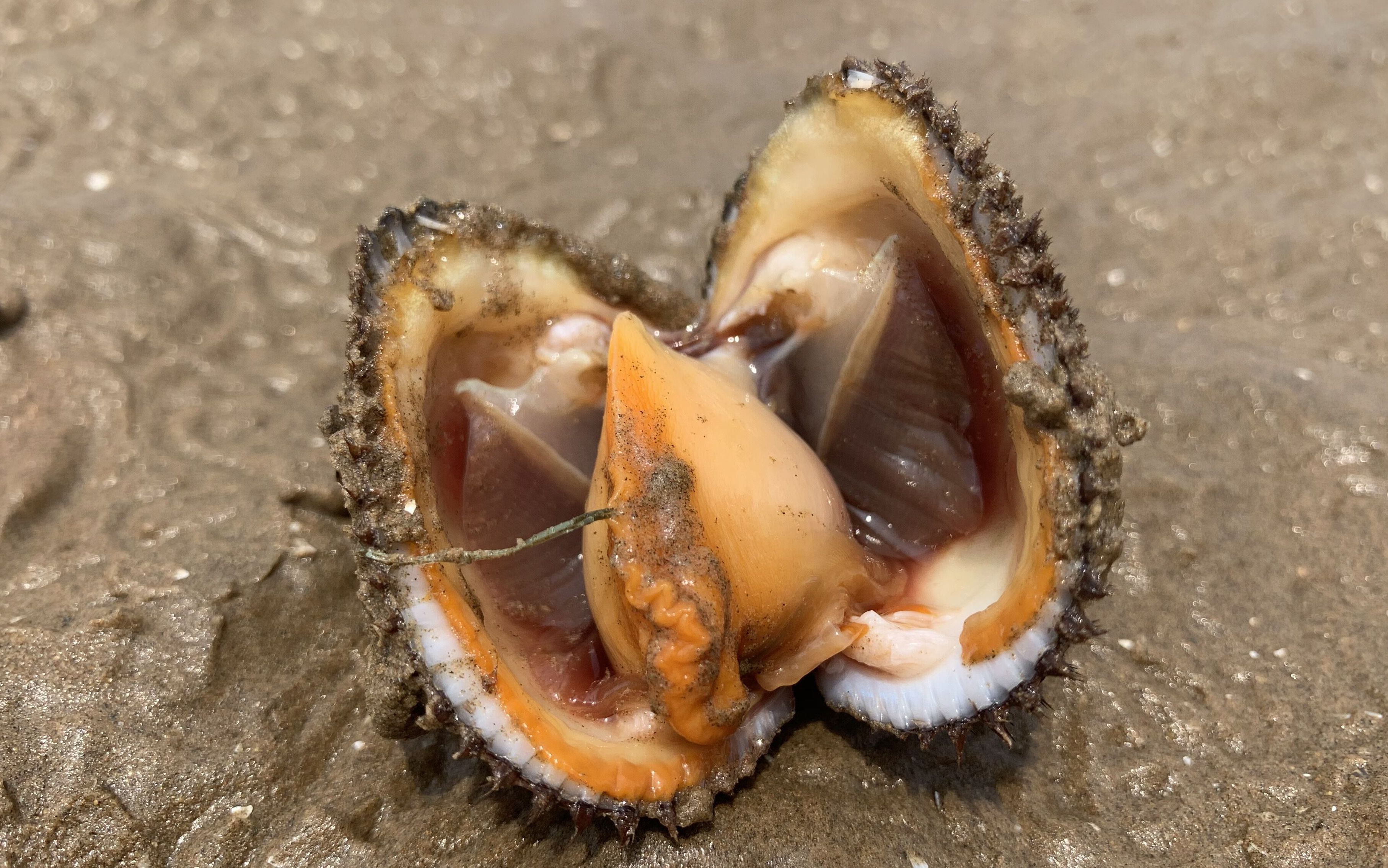 退大潮赶海,沙滩上张口的大毛蛤被大胖一锅端走,渔民大爷羡慕了