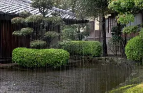 Tải video: 【真实雨声】宁静的院子下雨