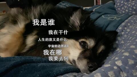 当狗子在熟睡中突然被叫醒 哔哩哔哩 Bilibili