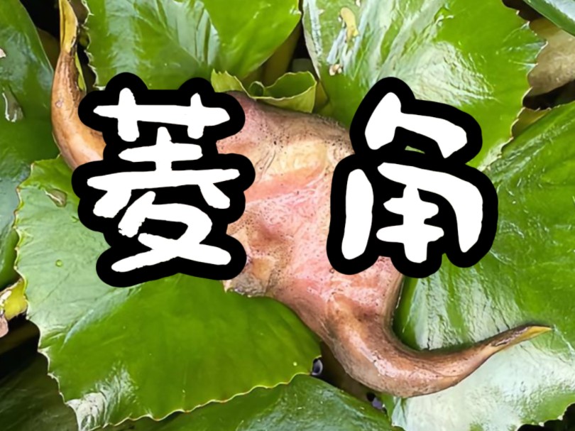 菱角你认识它吗?你的家乡还有吗?哔哩哔哩bilibili