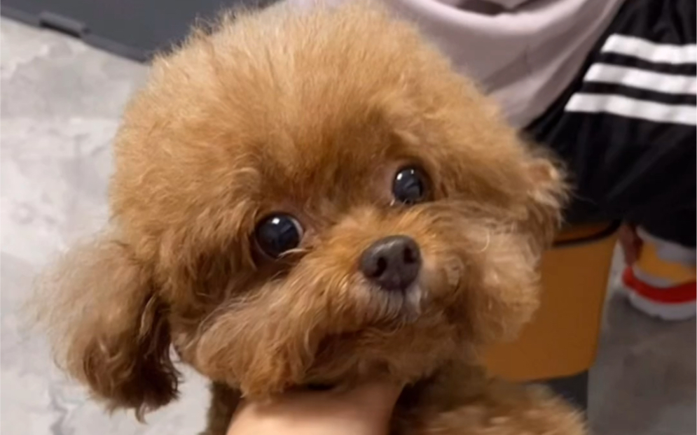 独家驱虫秘诀,把老狗安吉拉都骗过去了!