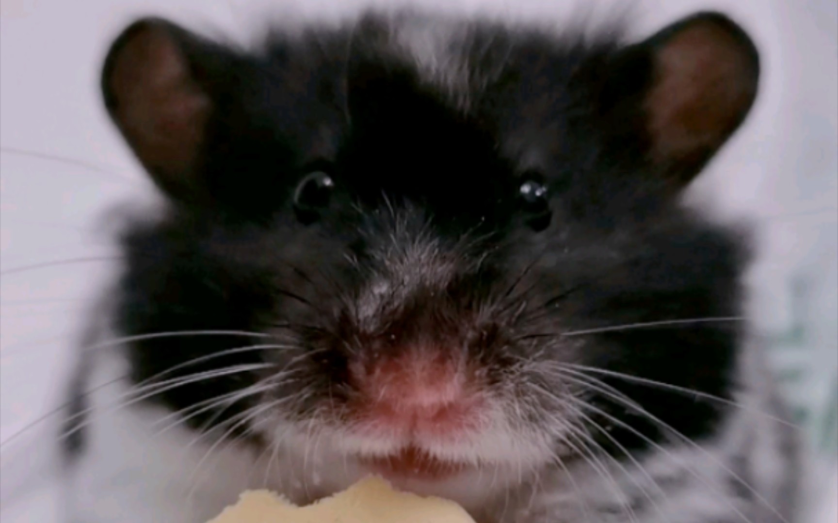 金丝熊豆豆吃播合集(豆豆是假面妹妹)