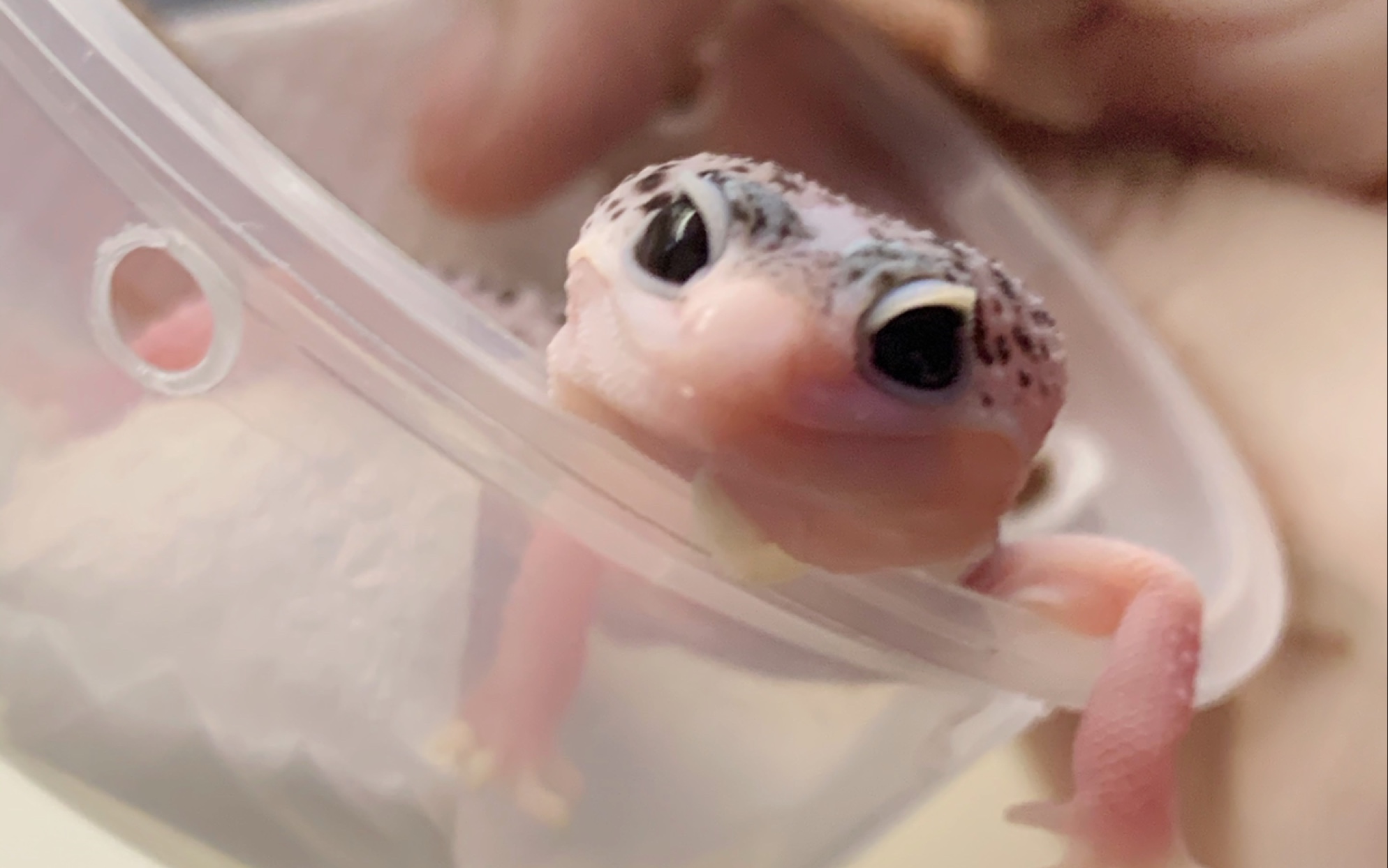 买了一只超可爱的银河豹纹守宫