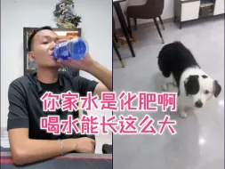 下载视频: 狗狗什么也不吃，光喝水！