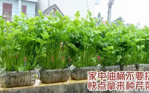 家中豆油桶不要扔，快点拿来种植芹菜！