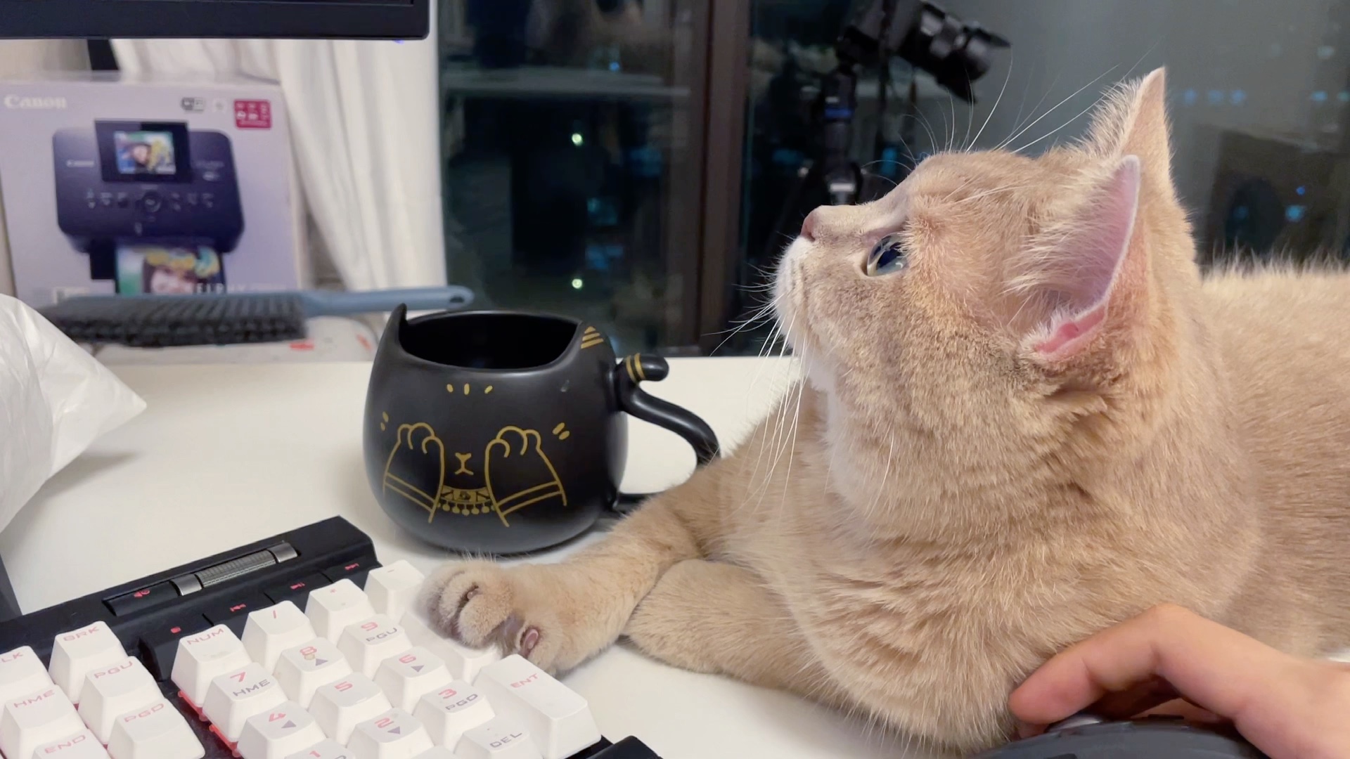 猫咪敲键盘表情包图片
