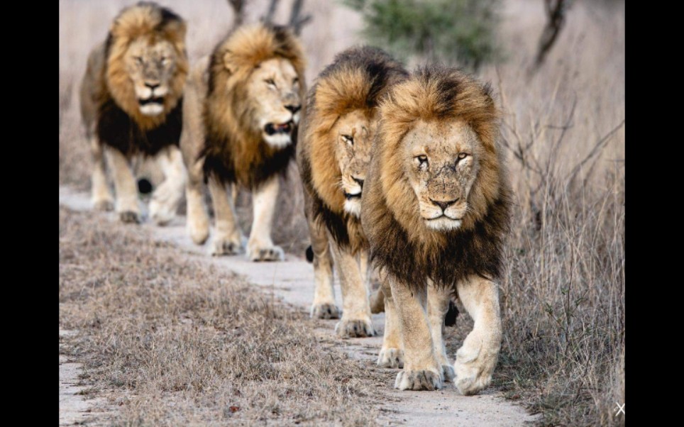 4头巅峰的伯明翰雄狮巡视王国 2017.11.