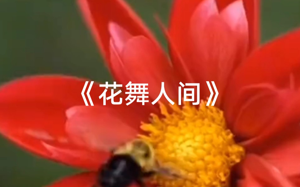 [图]望海高歌一曲《花舞人间》