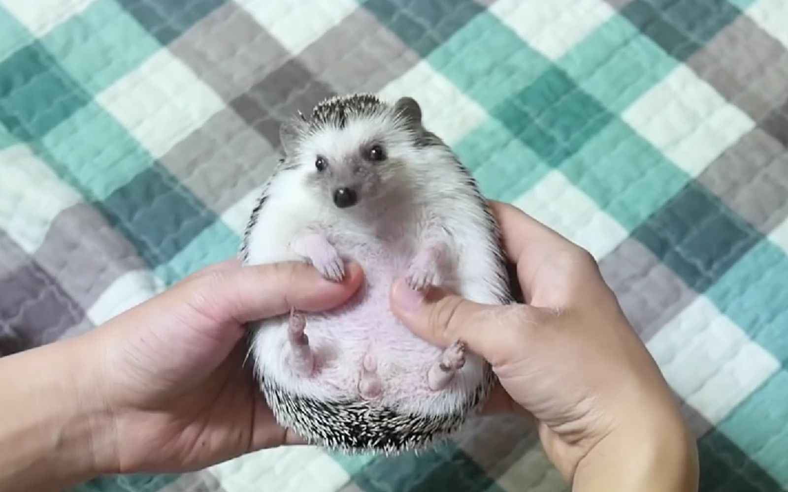 给刺猬按摩肚子,它会喜欢吗? 【铲屎官龙司空】_哔哩哔哩_bilibili