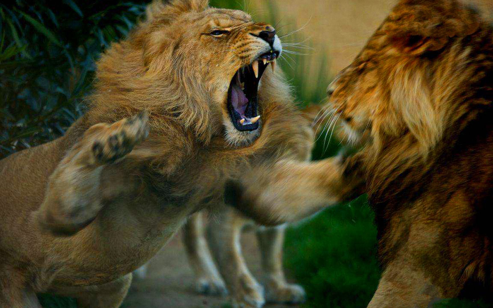 2002年狮虎斗为了争夺王位2头雄狮死拼强悍的狮王结果出乎意料