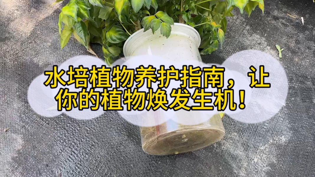 水培植物养护指南让你的花重新焕发新机哔哩哔哩bilibili