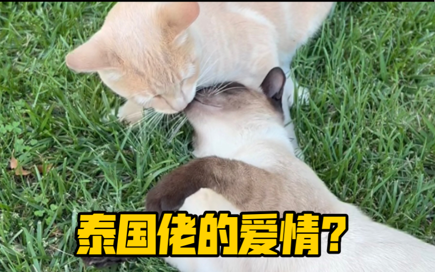 是国际爱猫日不是暧昧日哔哩哔哩bilibili