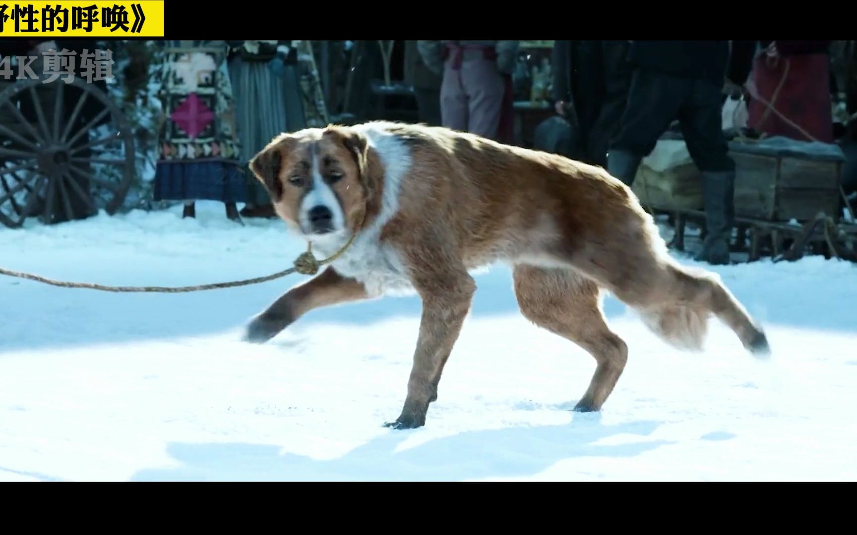 雪橇犬巴克是什么狗图片
