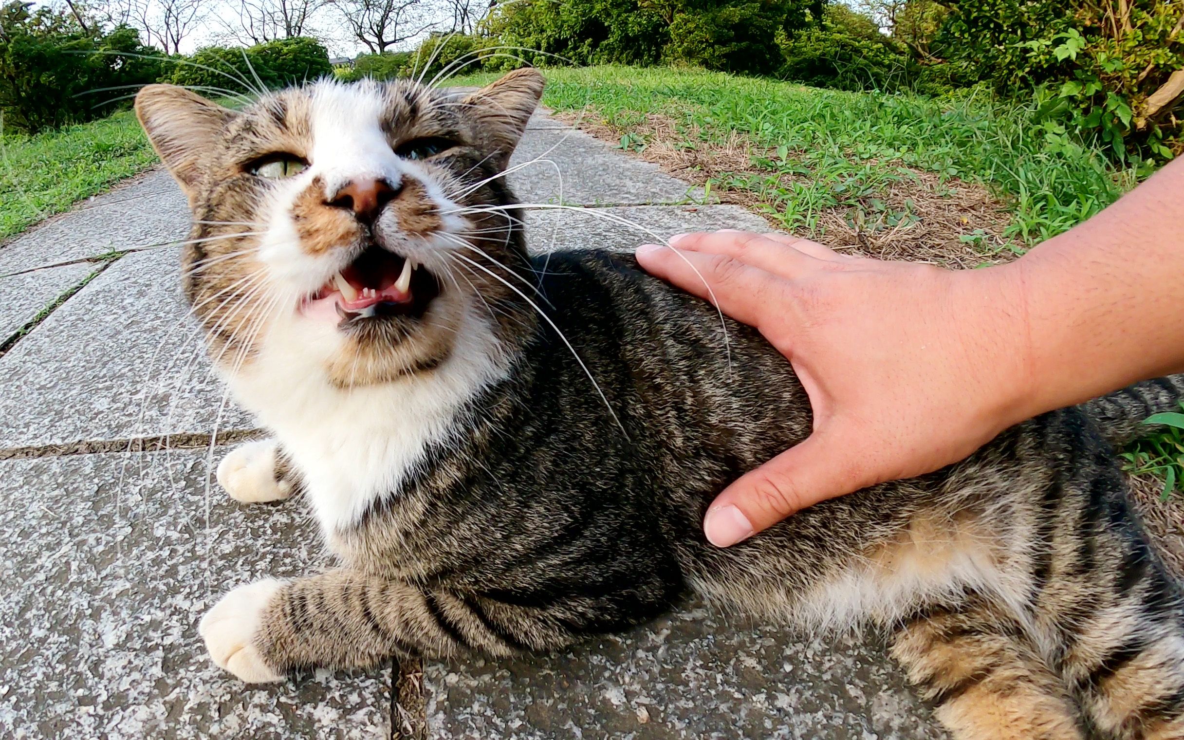 长长的眉毛和胡须的猫被人碰触就会发出可爱的声音哔哩哔哩bilibili