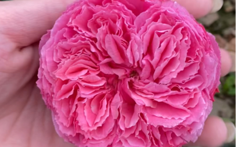 种花的日常 第四期 香豌豆开花(oban bay) 月季伊吕波 伊芙魂之香水