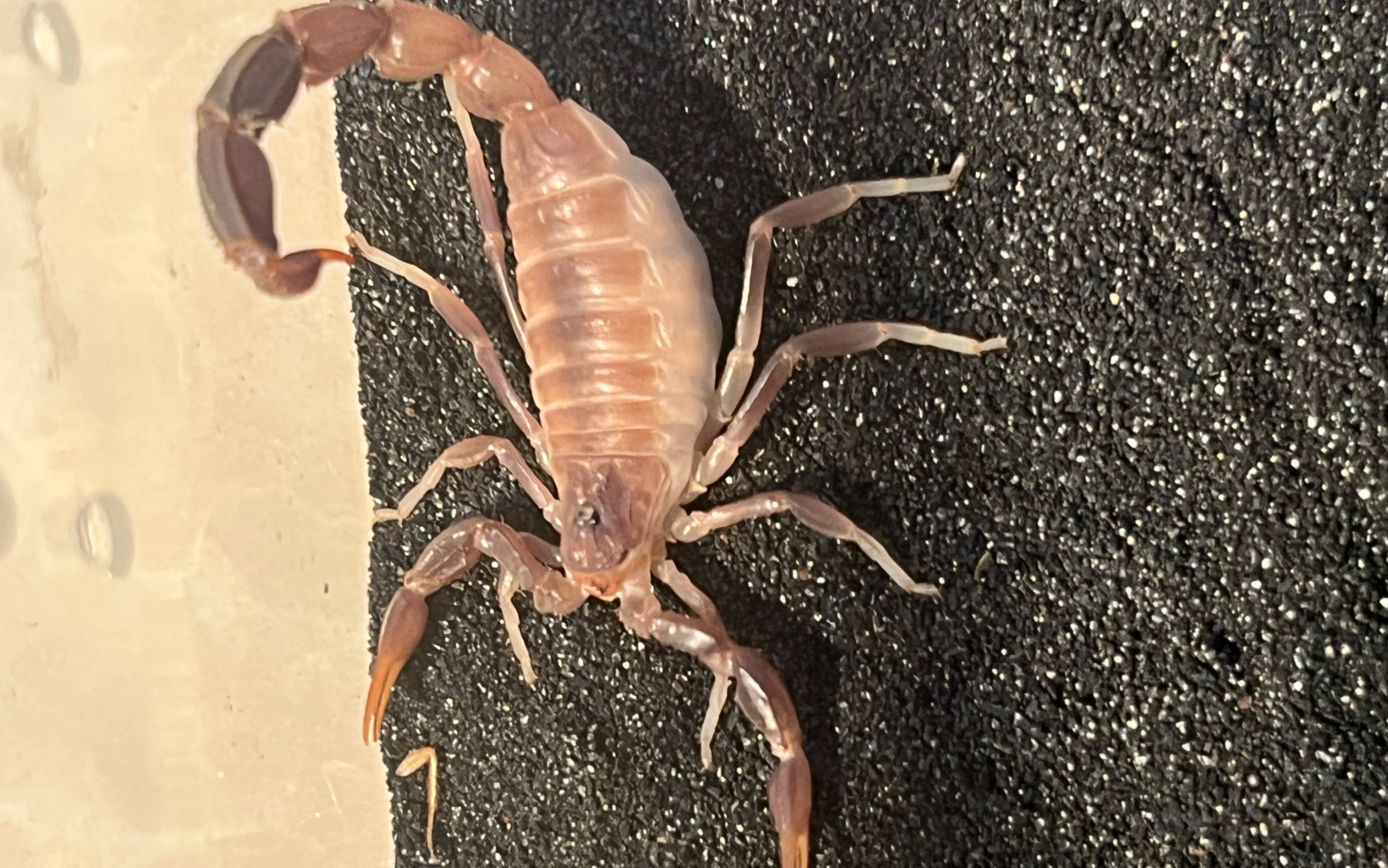 挑逗一只愤怒的浅色系巴基斯坦黑肥尾蝎(abal)