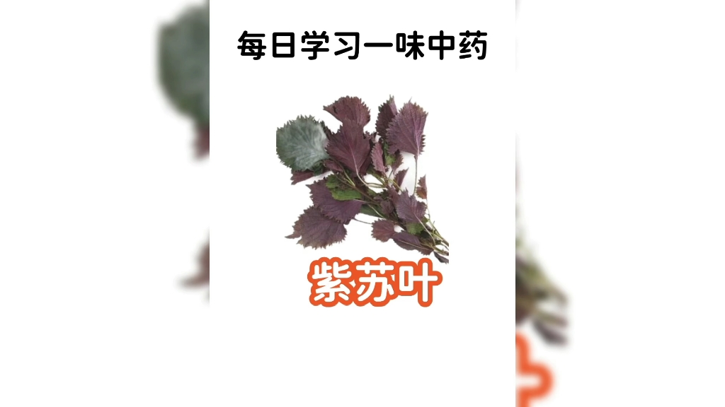 紫苏叶又名:苏叶、赤苏、紫苏、皱苏、尖苏、香苏叶、鸡冠紫苏、主治风寒表证,咳嗽痰多,胸脘胀满,恶心呕吐,腹痛吐泻,胎气不和,妊娠恶阻,食鱼...