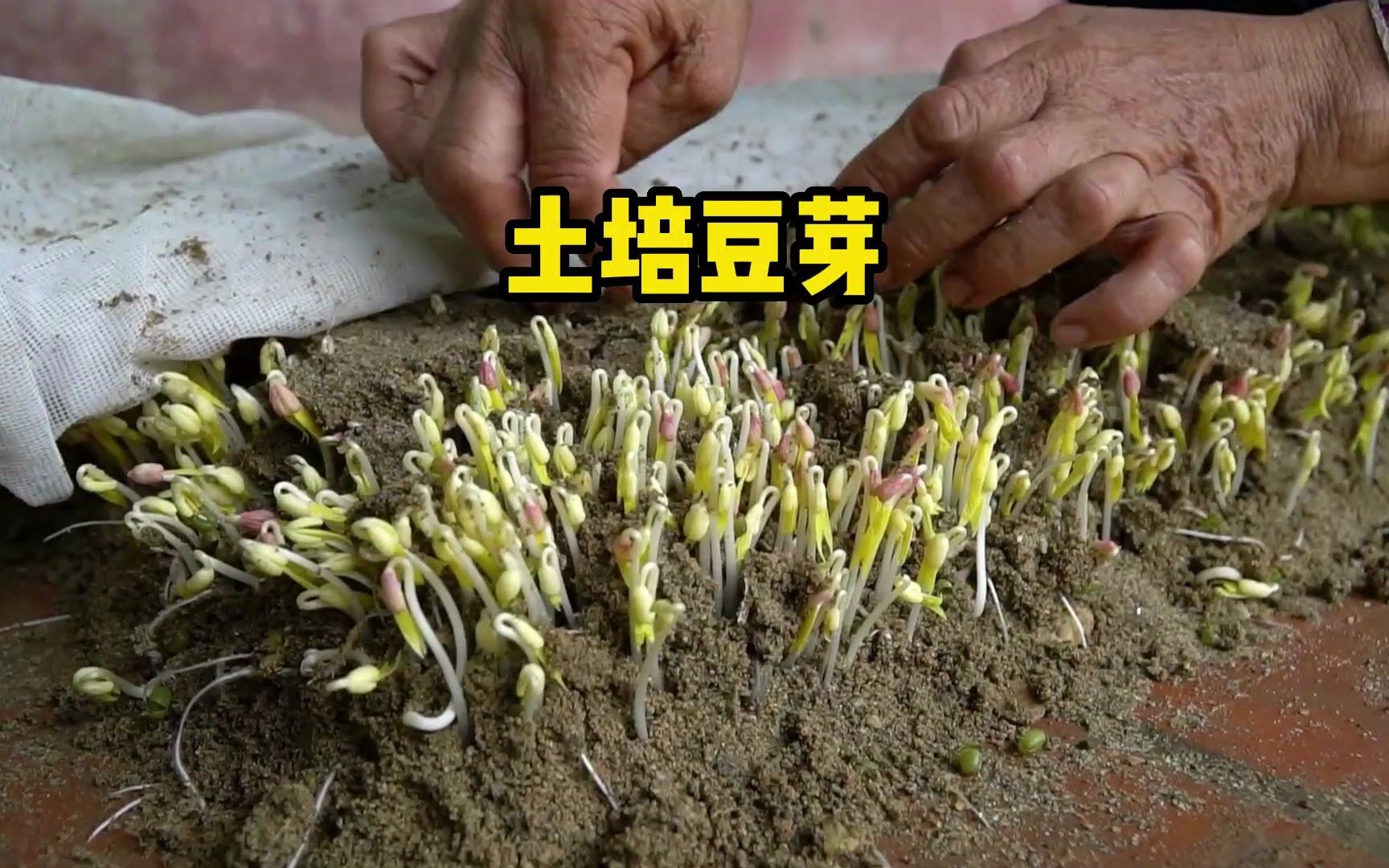 如何在家土培豆芽,简单几步教会你!哔哩哔哩bilibili