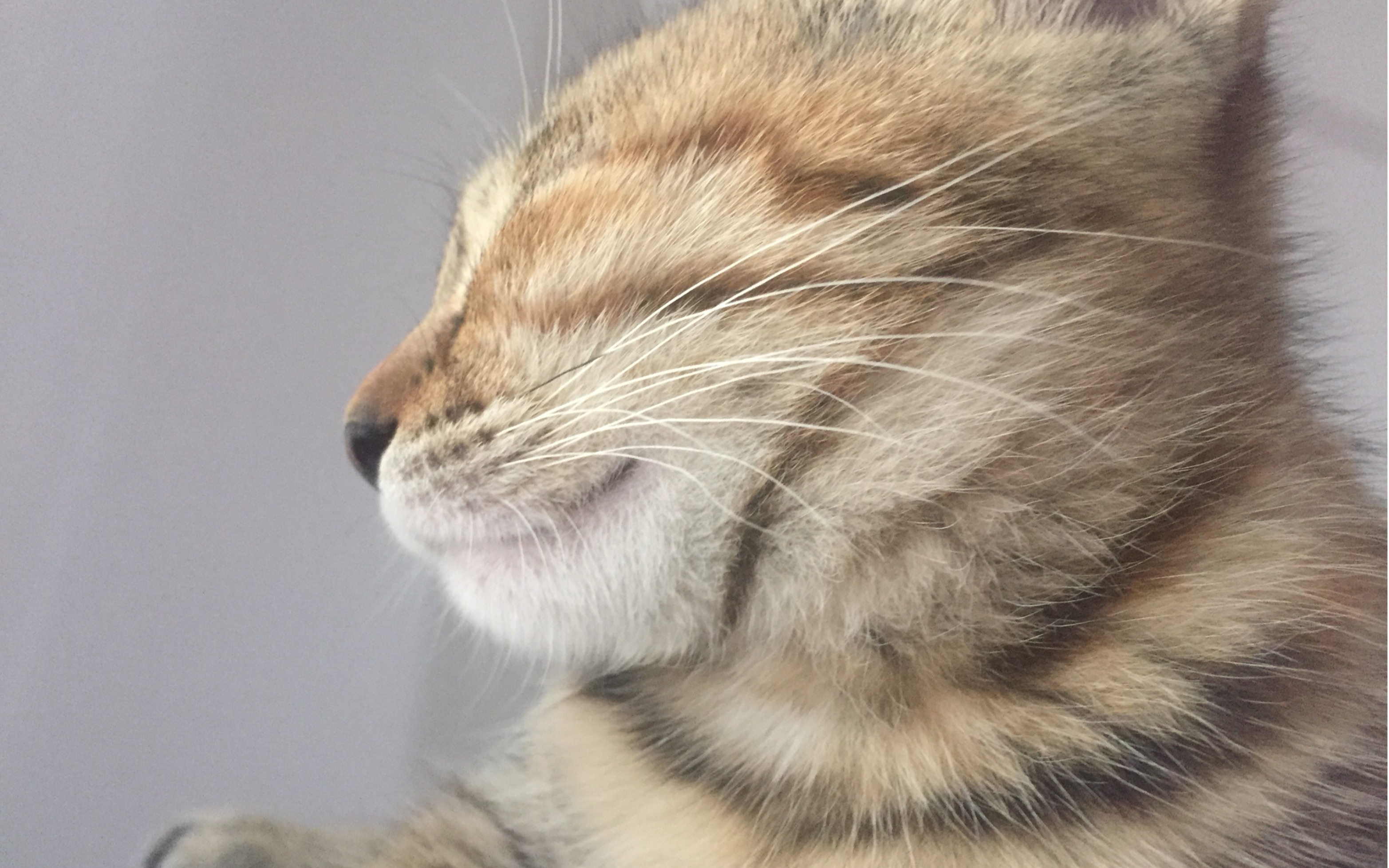 波比小猫咪踩奶幸福的眯眼