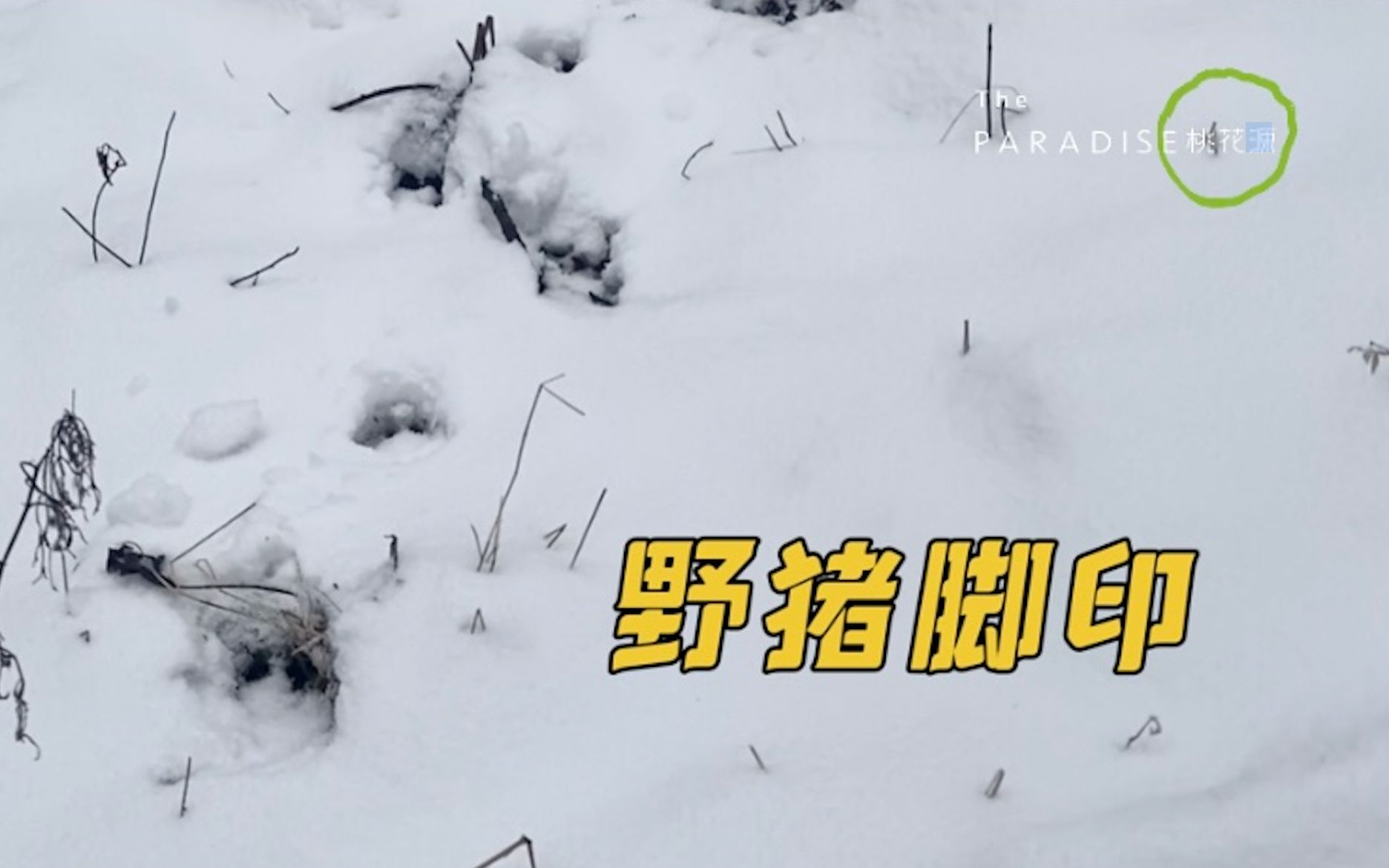 野猪脚的功效(野猪脚的功效:强身健体,滋补养生)