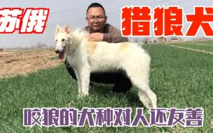 Download Video: 专门捕狼的犬种苏俄猎狼犬，智商高对人友善还强悍，还有华丽外表