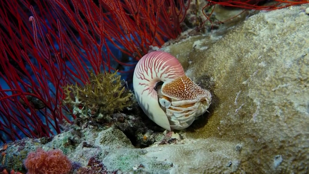 鹦鹉螺-古老物种