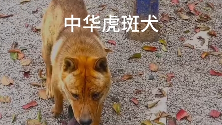 中华田园犬之虎斑犬, 虎斑犬,有着十斑九猎的说法,曾皇家御用猎犬哔哩哔哩bilibili