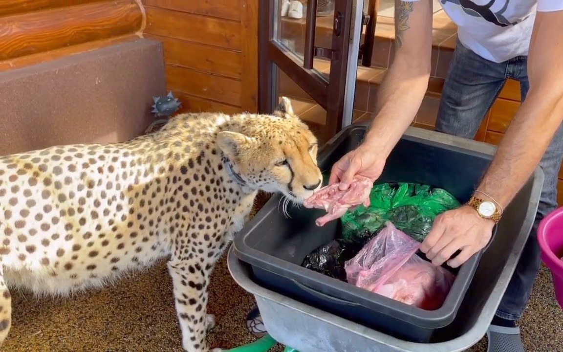 [图]格尔达是最乖的猎豹，要有奖励！