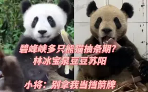 Download Video: 碧峰峡多只熊猫抽条期？林冰宝泉豆豆苏阳，小将：别拿我当挡箭牌