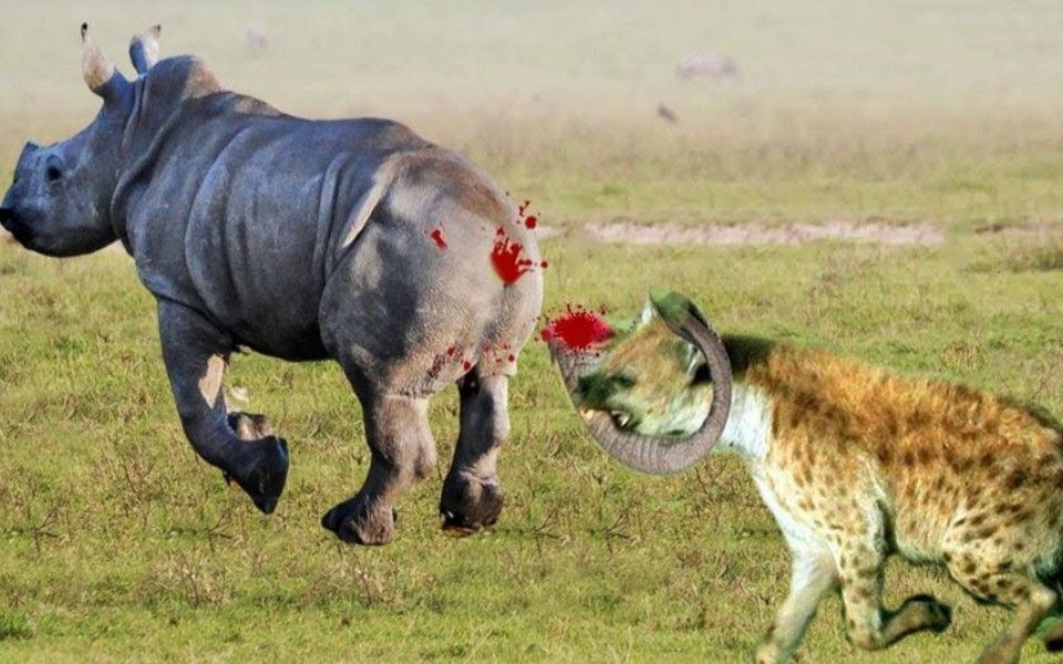 犀牛vs鬣狗图片