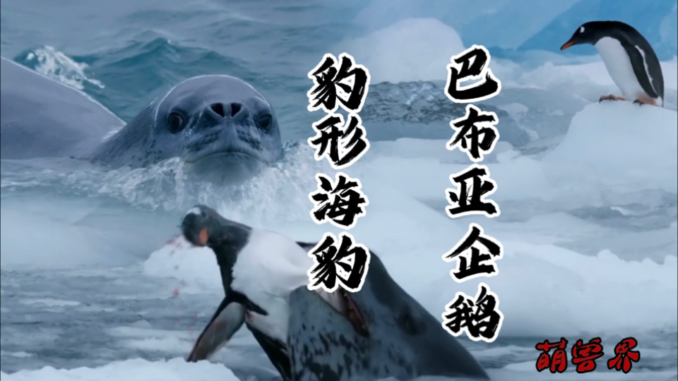 豹形海豹戏弄巴布亚企鹅