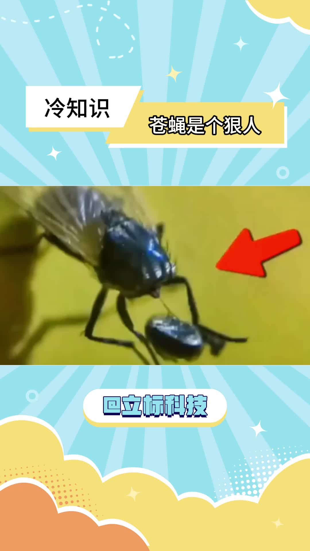 苍蝇是个狠人