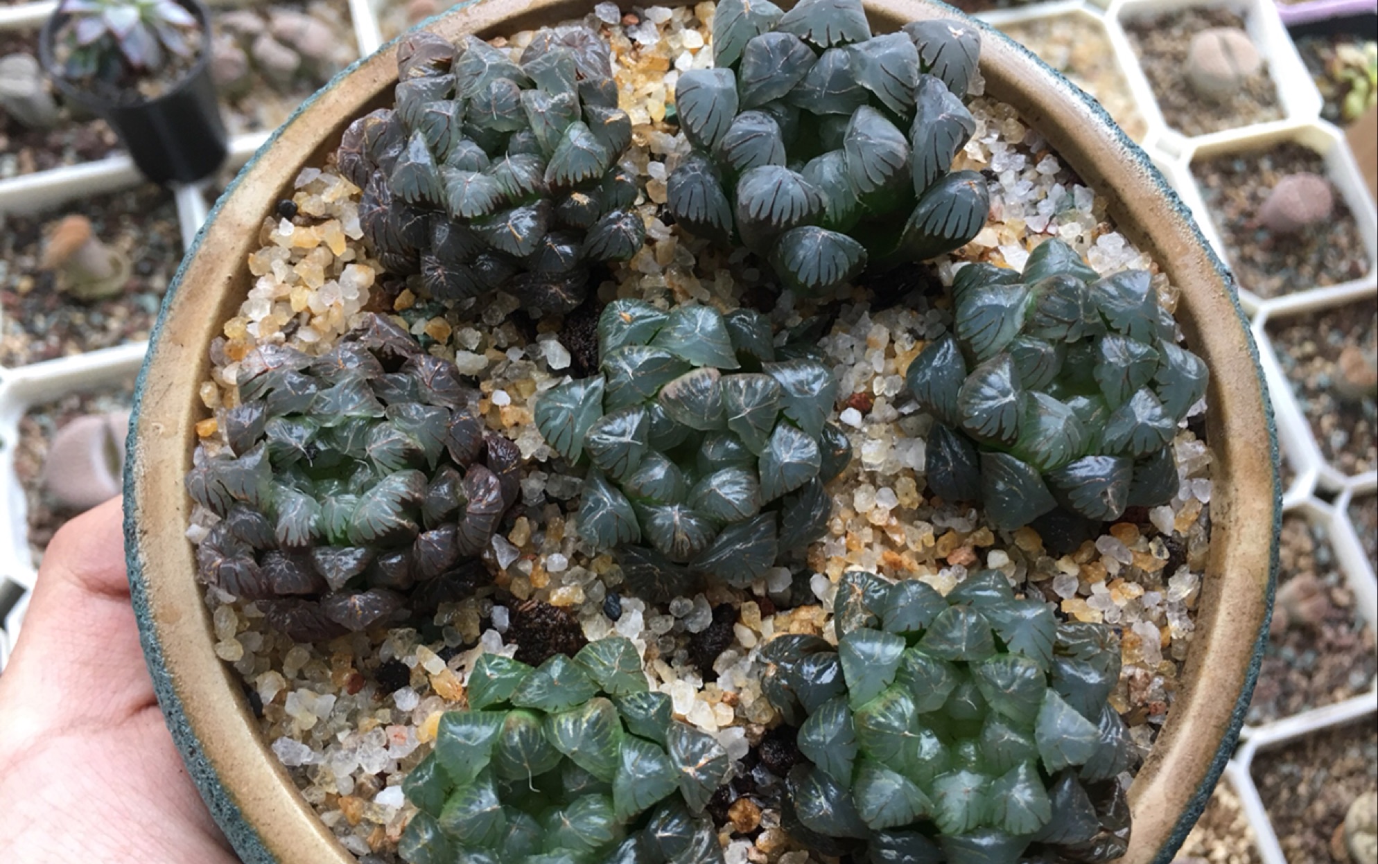 多肉植物拼盘—玉露