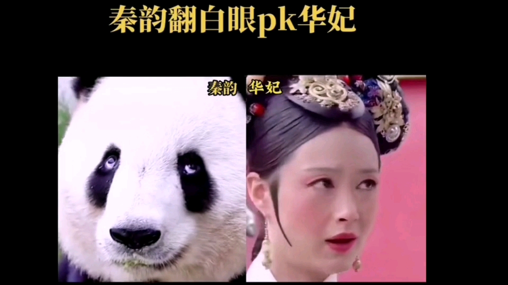 秦韵翻白眼儿,哈哈哈!秦岭熊猫都这么会整活吗!