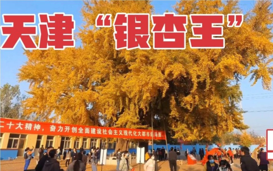 [图]探访天津千年“银杏树王”，一年一次金秋盛宴，时间的力量太强大