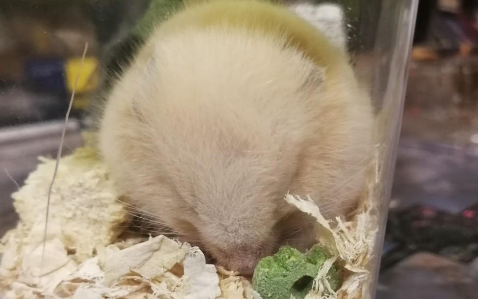 一只仓鼠团子_哔哩哔哩 (゜-゜)つロ 干杯~-bilibili