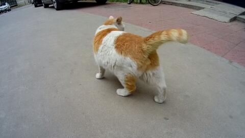 帝都散养猫 与小宝日常 妖姬小姐姐 长毛白猫 跑过来要吃饭 哔哩哔哩 帝都散养猫 与小宝日常 妖姬小姐姐 长毛白猫 跑过来要吃饭 哔哩哔哩
