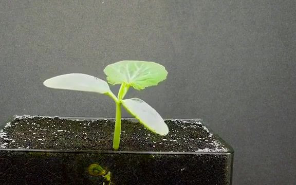 [图]延时观看南瓜种子发芽过程，超治愈