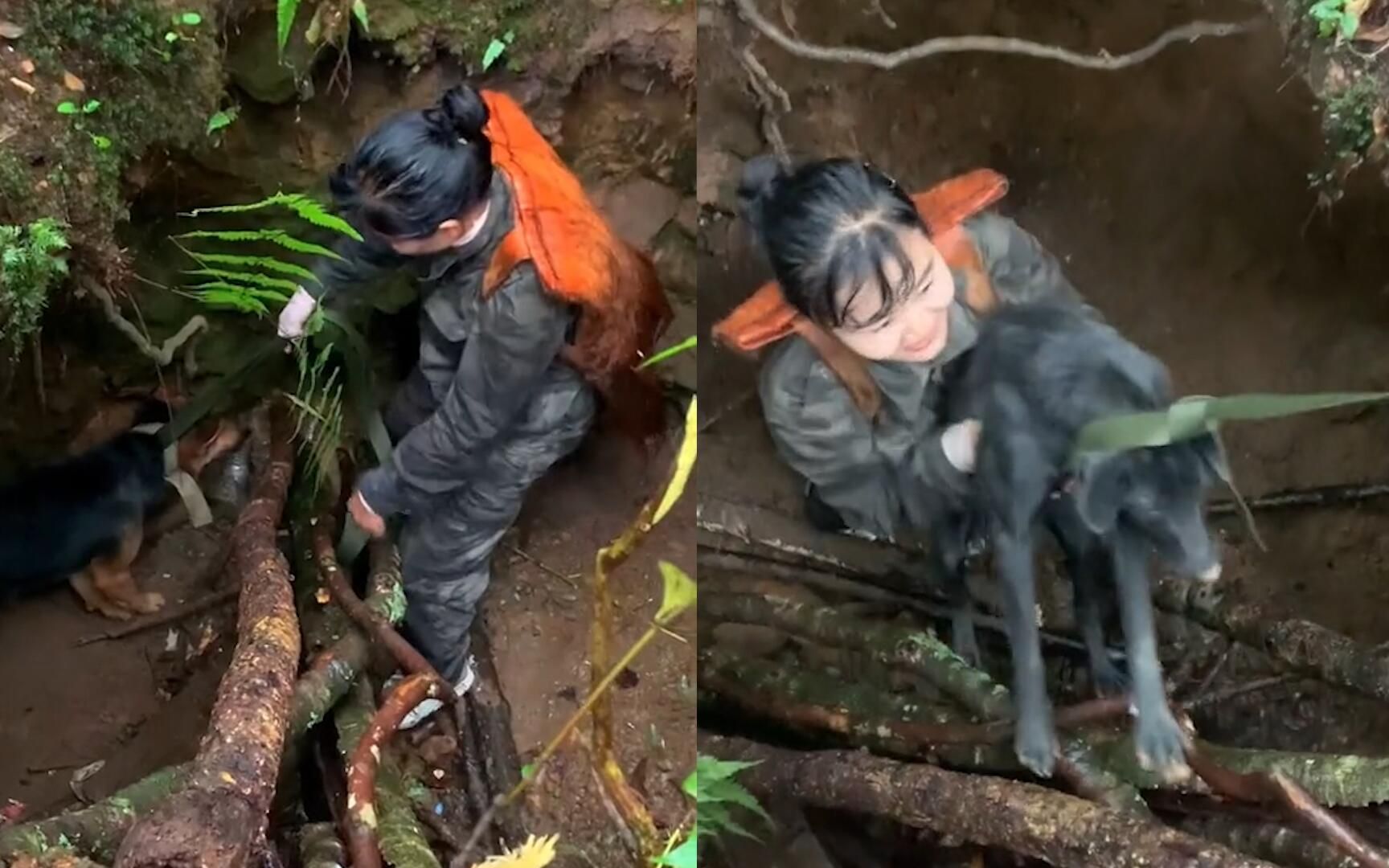 女子上山捡菌子,发现2只狗狗被困2米深陷阱中,克服恐惧将其救回