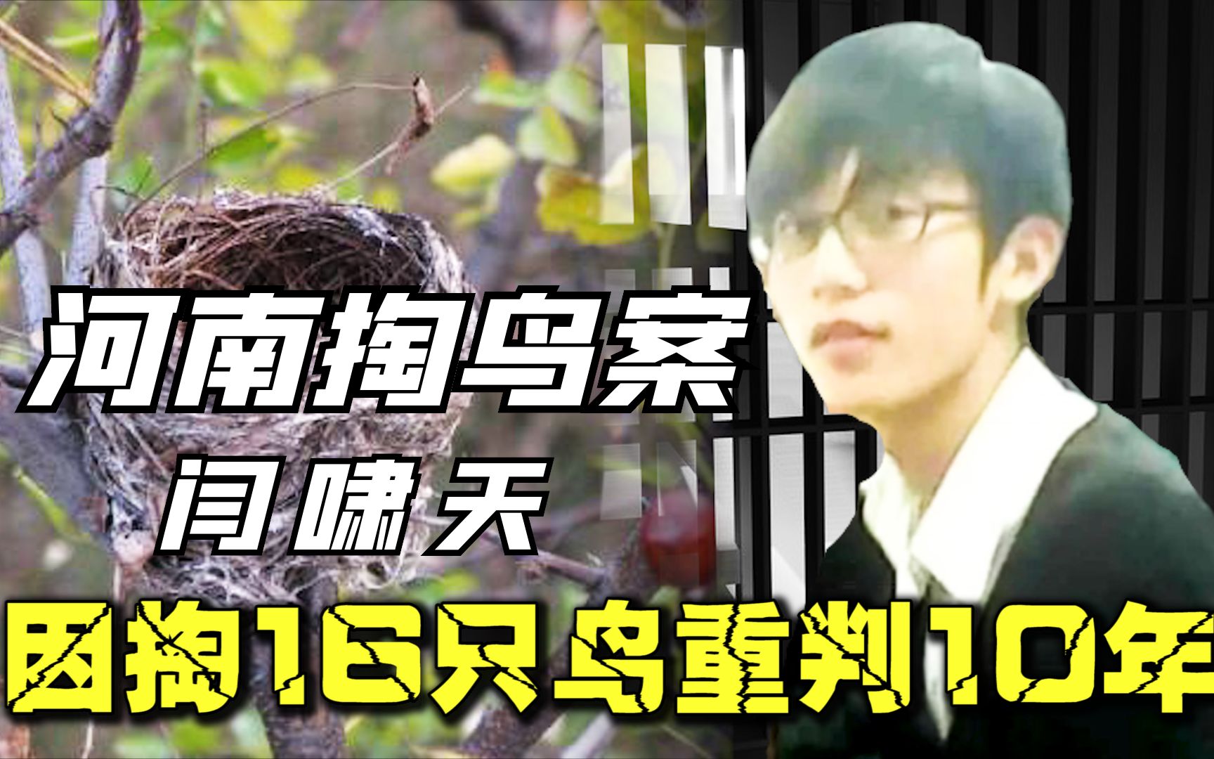 农村大学生掏鸟窝遭重判,16只鸟入狱10年,量刑过重还是咎由自取