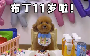 Download Video: 11岁啦！陪伴我7年的布丁 一起生活、上班、创业、旅游 这一路互相陪伴 互相越来越好 不知不觉它年纪也大了 现在会把我的时间多一些给它 给它做美食 祝它健康！