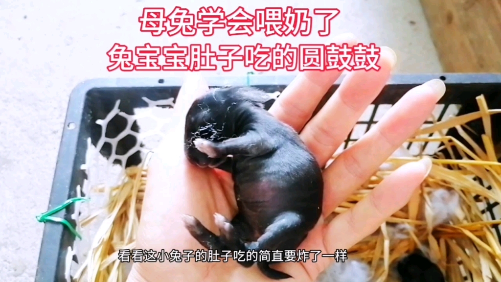生宝宝不拔毛不喂奶的母兔 今天终于学会自己去给兔宝宝喂奶了