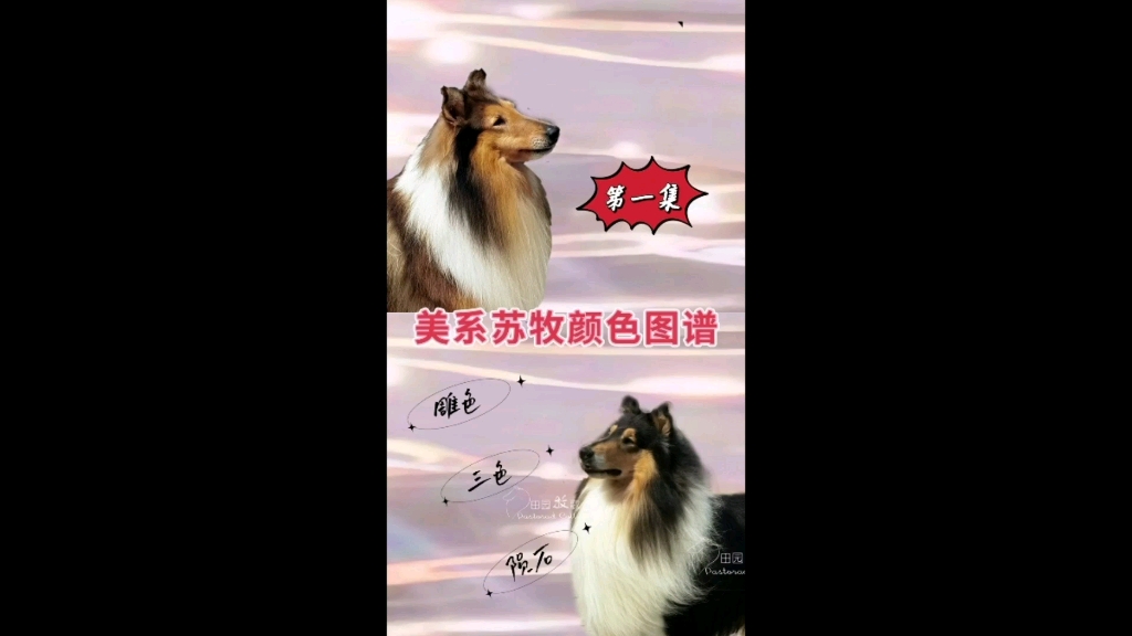 美系苏牧颜色图谱第一集哔哩哔哩bilibili