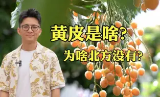 Download Video: 刷新认知！听说九成以上的北方人没见过它！【主播说三农】