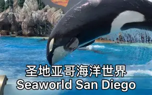 Download Video: 圣地亚哥海洋世界 海狮 海豚 虎鲸表演 看各种海洋动物 Seaworld San Diego